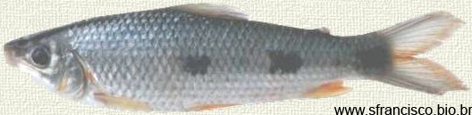 Leporinus obtusidens